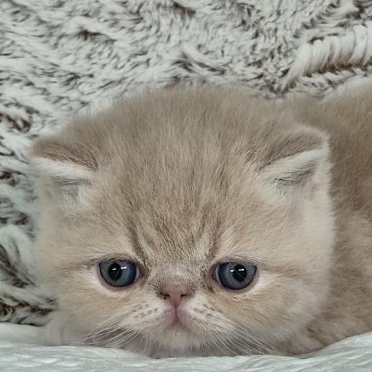 B... Mâle Exotic Shorthair