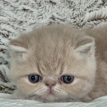 chaton Exotic Shorthair cream blotched tabby bicolor Collier brun Chatterie Katzarolli