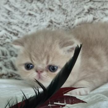 chaton Exotic Shorthair cream blotched tabby bicolor Collier brun Chatterie Katzarolli