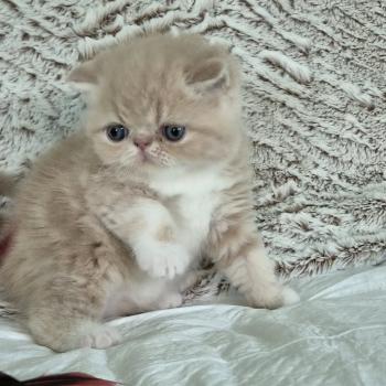 chaton Exotic Shorthair cream blotched tabby bicolor Collier brun Chatterie Katzarolli