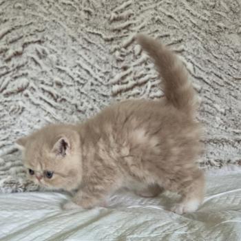 chaton Exotic Shorthair cream blotched tabby bicolor Collier brun Chatterie Katzarolli