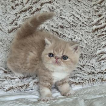 chaton Exotic Shorthair cream blotched tabby bicolor Collier brun Chatterie Katzarolli