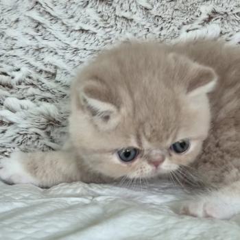 chaton Exotic Shorthair cream blotched tabby bicolor Collier brun Chatterie Katzarolli