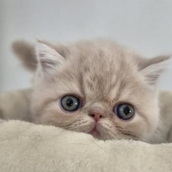 chaton Exotic Shorthair cream blotched tabby bicolor Bounty Chatterie Katzarolli