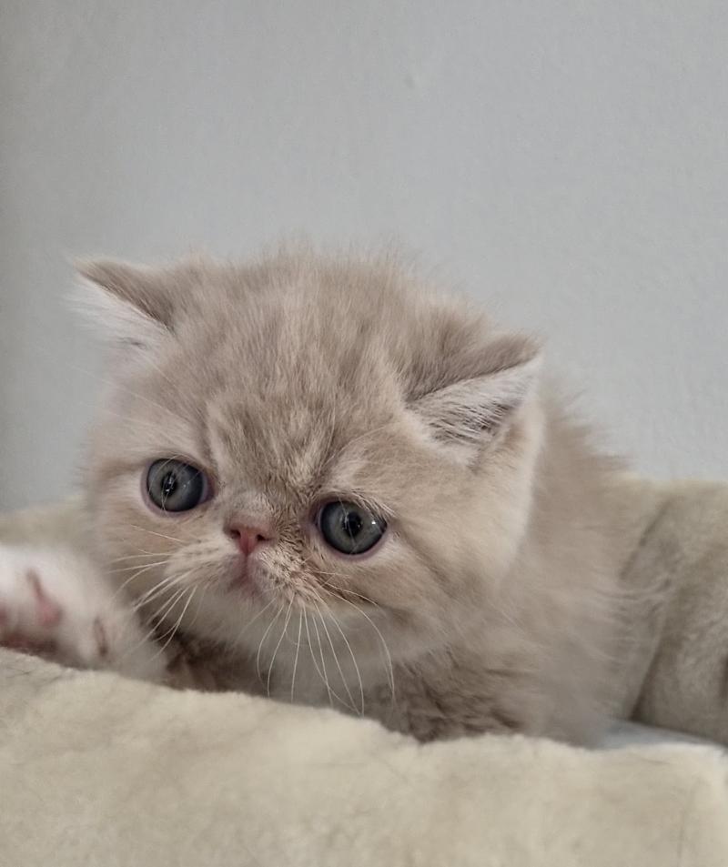 Bounty Mâle Exotic Shorthair