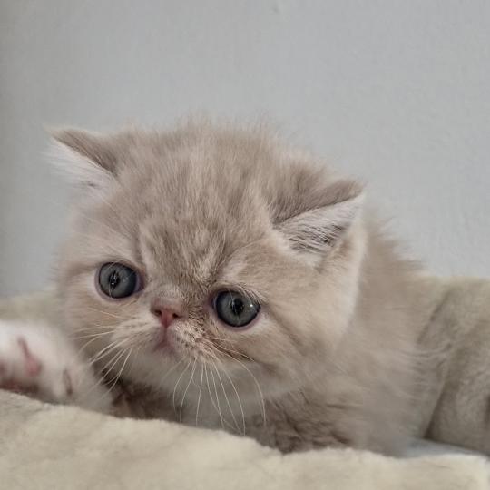 Bounty Mâle Exotic Shorthair