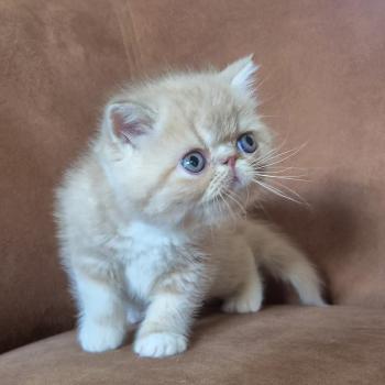 chaton Exotic Shorthair cream blotched tabby bicolor Bounty Chatterie Katzarolli