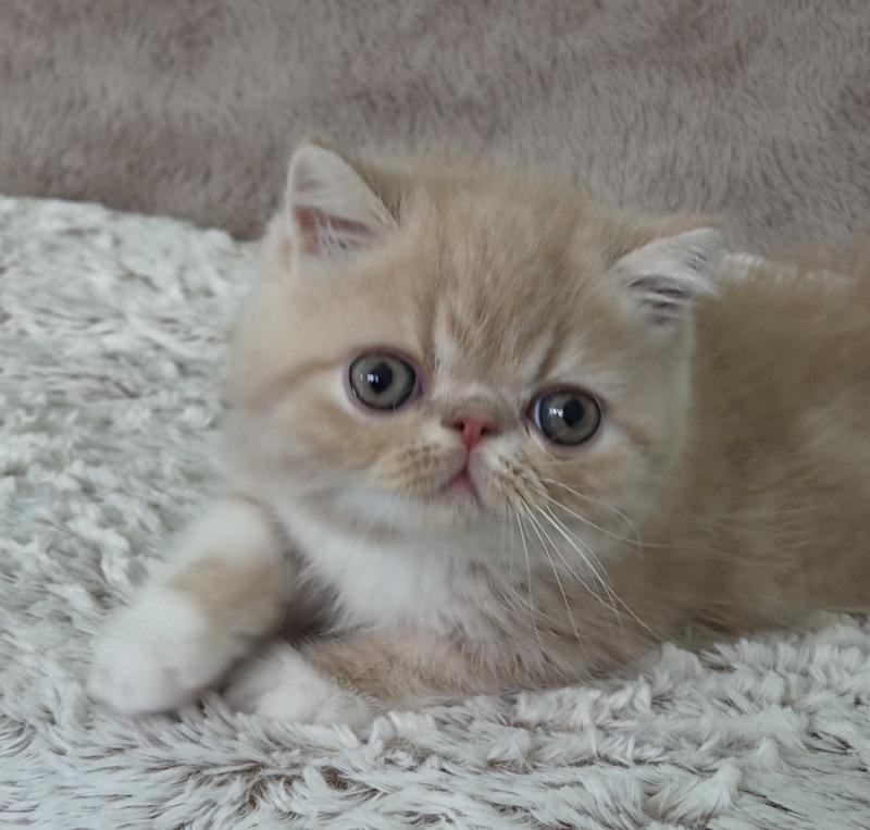 Bounty Mâle Exotic Shorthair