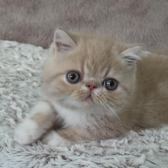 Bounty Mâle Exotic Shorthair