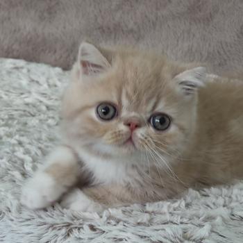 chaton Exotic Shorthair cream blotched tabby bicolor Bounty Chatterie Katzarolli