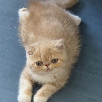 chaton Exotic Shorthair cream blotched tabby bicolor Bounty Chatterie Katzarolli