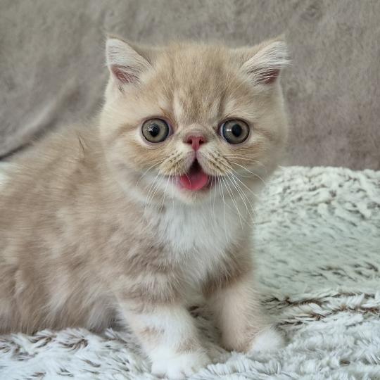 Bounty Mâle Exotic Shorthair