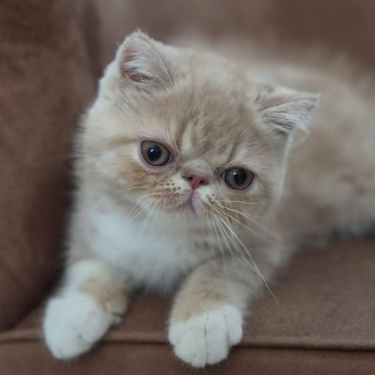 Bounty Mâle Exotic Shorthair
