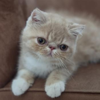 chaton Exotic Shorthair cream blotched tabby bicolor Bounty Chatterie Katzarolli