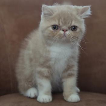 chaton Exotic Shorthair cream blotched tabby bicolor Bounty Chatterie Katzarolli
