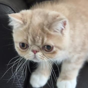 chaton Exotic Shorthair cream blotched tabby bicolor Bounty Chatterie Katzarolli
