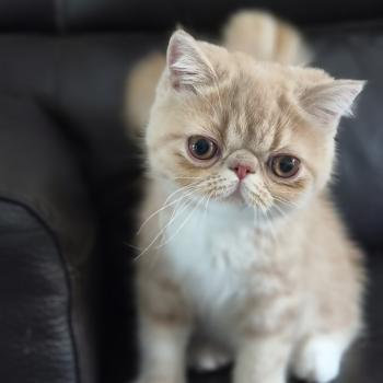 chaton Exotic Shorthair cream blotched tabby bicolor Bounty Chatterie Katzarolli