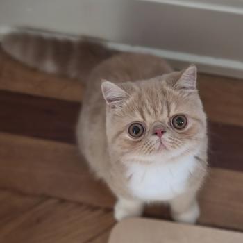 chaton Exotic Shorthair cream blotched tabby bicolor Bounty Chatterie Katzarolli