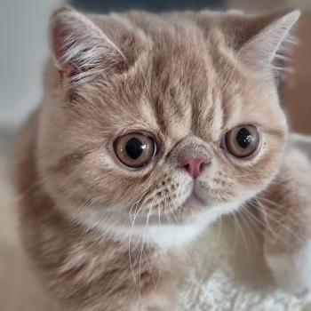 chaton Exotic Shorthair cream blotched tabby bicolor Bounty Chatterie Katzarolli