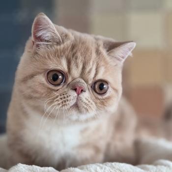 chaton Exotic Shorthair cream blotched tabby bicolor Bounty Chatterie Katzarolli