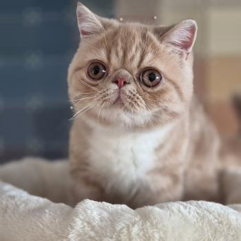 chaton Exotic Shorthair cream blotched tabby bicolor Bounty Chatterie Katzarolli