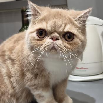 chaton Exotic Shorthair cream blotched tabby bicolor Bounty Chatterie Katzarolli