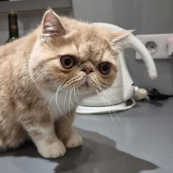 chaton Exotic Shorthair cream blotched tabby bicolor Bounty Chatterie Katzarolli
