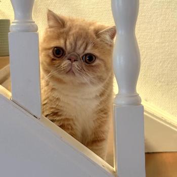 chaton Exotic Shorthair cream blotched tabby bicolor Bounty Chatterie Katzarolli