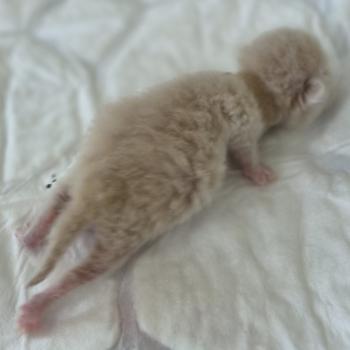 chaton Exotic Shorthair cream spotted tabby Collier CREME Chatterie Katzarolli