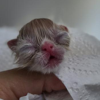 chaton Exotic Shorthair cream spotted tabby Collier CREME Chatterie Katzarolli