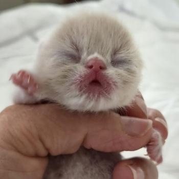 chaton Exotic Shorthair cream spotted tabby Collier CREME Chatterie Katzarolli