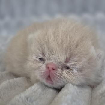 chaton Exotic Shorthair cream spotted tabby B... Chatterie Katzarolli