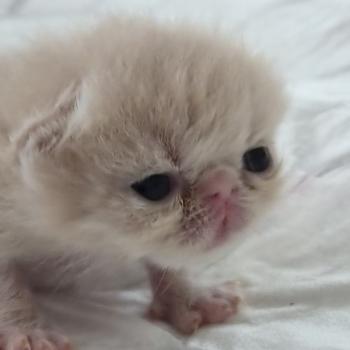 chaton Exotic Shorthair cream spotted tabby B... Chatterie Katzarolli