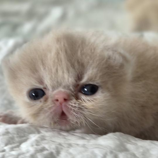 B... Mâle Exotic Shorthair