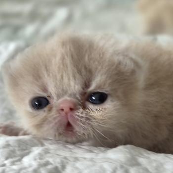 chaton Exotic Shorthair cream spotted tabby B... Chatterie Katzarolli