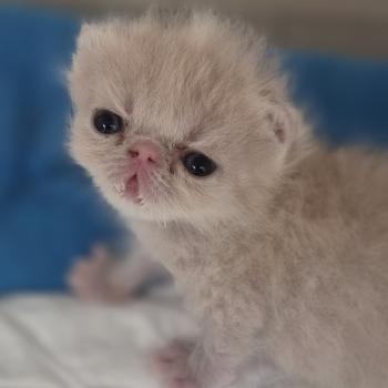 chaton Exotic Shorthair cream spotted tabby B... Chatterie Katzarolli
