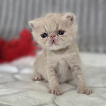 chaton Exotic Shorthair cream B... Chatterie Katzarolli