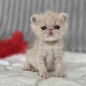 chaton Exotic Shorthair cream B... Chatterie Katzarolli