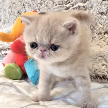chaton Exotic Shorthair cream B... Chatterie Katzarolli