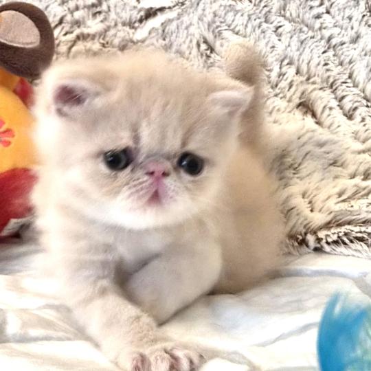 B... Mâle Exotic Shorthair