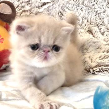 chaton Exotic Shorthair cream B... Chatterie Katzarolli