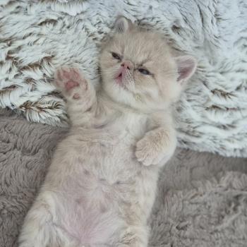 chaton Exotic Shorthair cream B... Chatterie Katzarolli