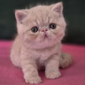 chaton Exotic Shorthair cream B... Chatterie Katzarolli