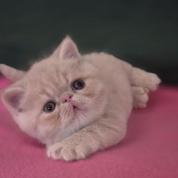 chaton Exotic Shorthair cream B... Chatterie Katzarolli