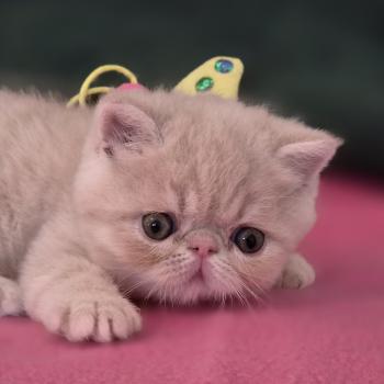 chaton Exotic Shorthair cream B... Chatterie Katzarolli