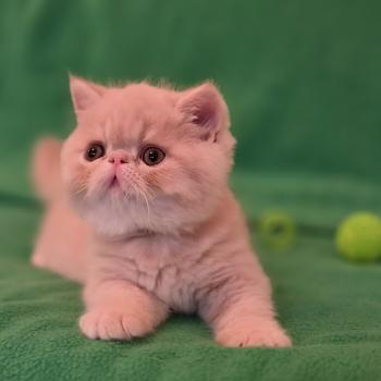 chaton Exotic Shorthair cream B... Chatterie Katzarolli