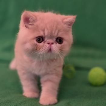 chaton Exotic Shorthair cream B... Chatterie Katzarolli