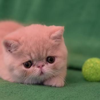 chaton Exotic Shorthair cream B... Chatterie Katzarolli