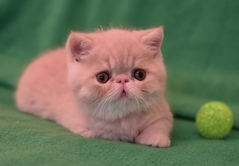 B... Mâle Exotic Shorthair
