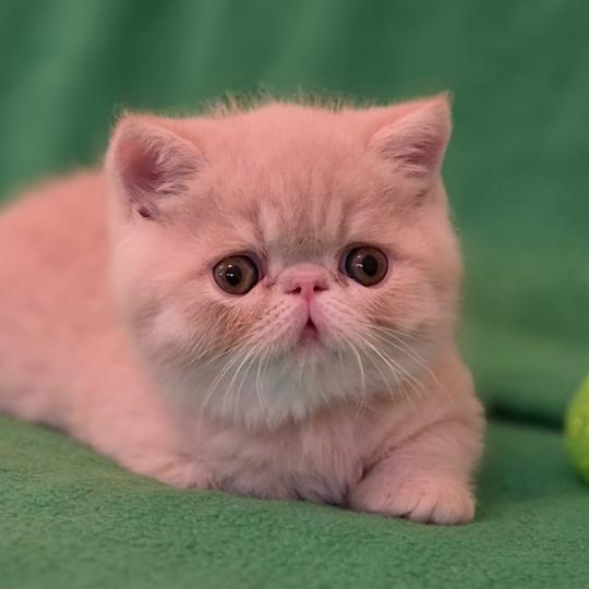 B... Mâle Exotic Shorthair